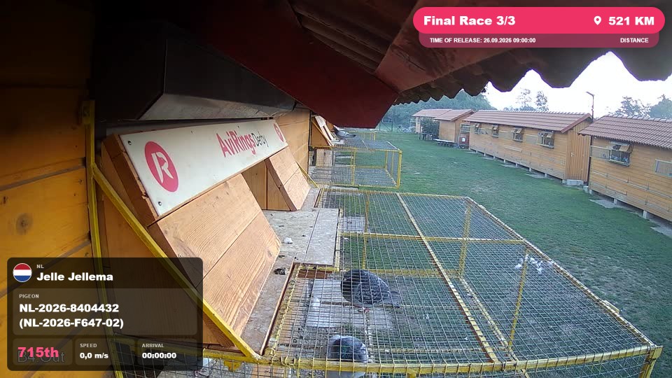 Pigeon Arrival Image For Race Final Race 3/3