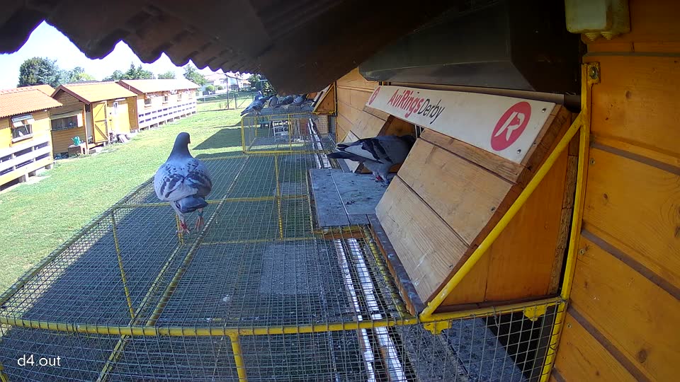 Pigeon Arrival Image For Race Race 2