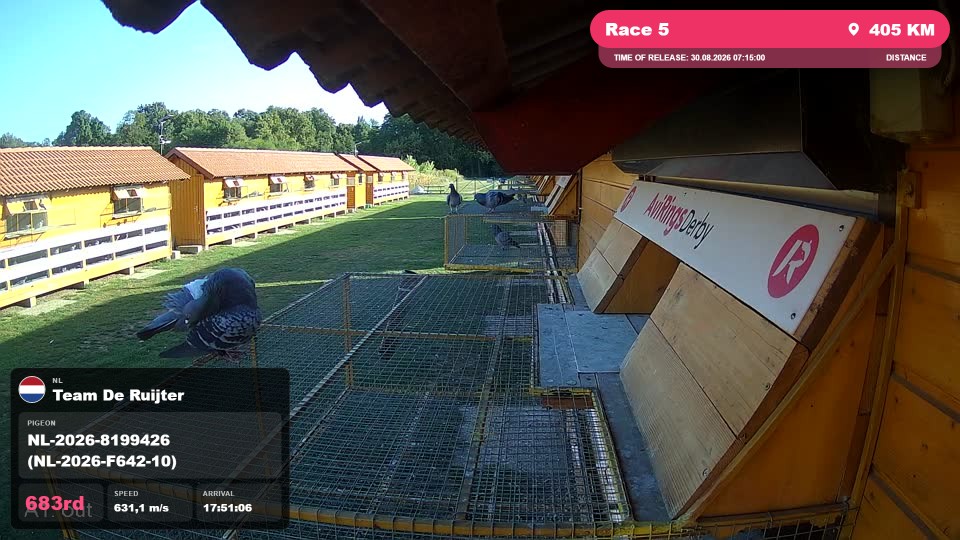 Pigeon Arrival Image For Race Race 5