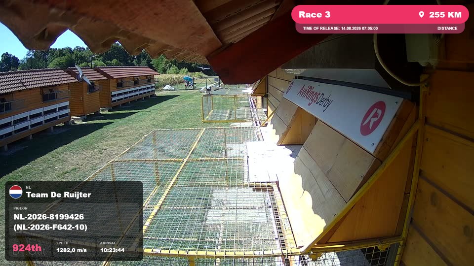 Pigeon Arrival Image For Race Race 3