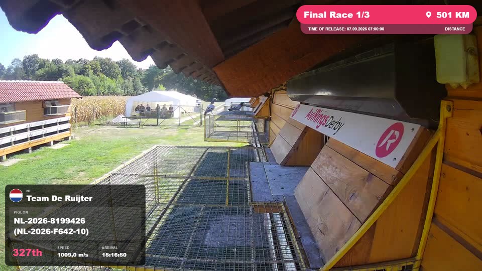 Pigeon Arrival Image For Race Final Race 1/3