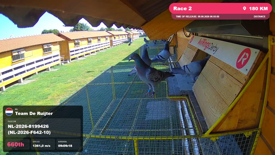 Pigeon Arrival Image For Race Race 2