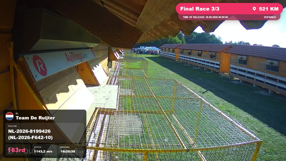 Pigeon Arrival Image For Race Final Race 3/3