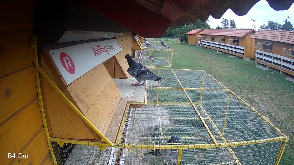 Pigeon Arrival Image For Race Race 3