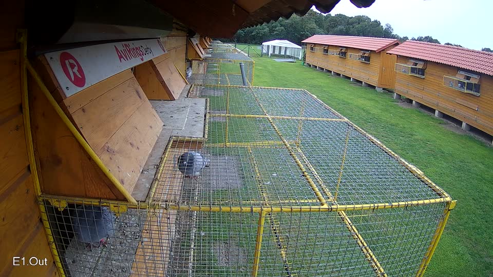 Pigeon Arrival Image For Race Final race 3