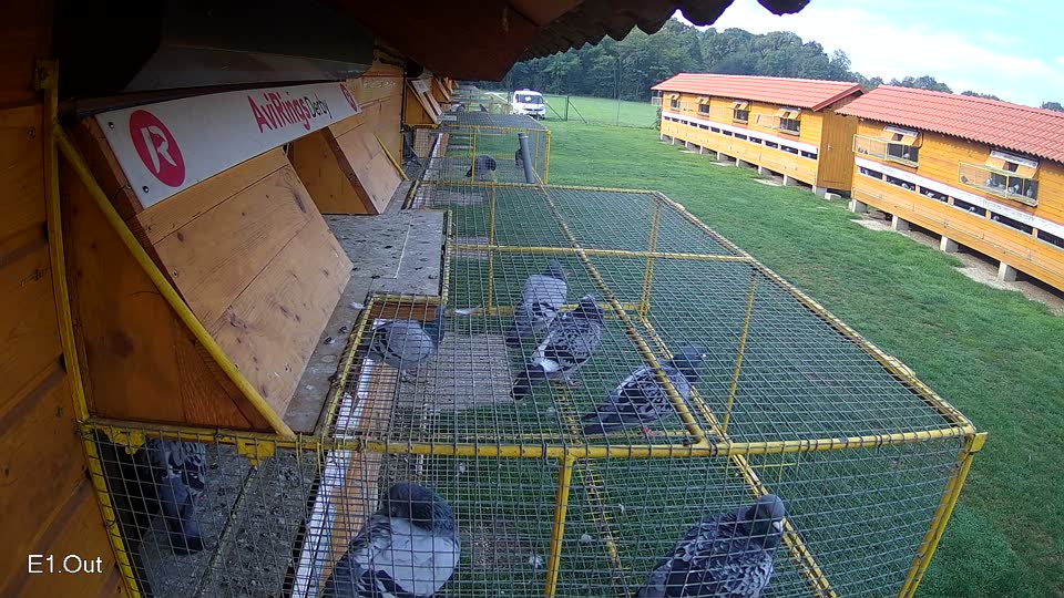 Pigeon Arrival Image For Race Final race 1