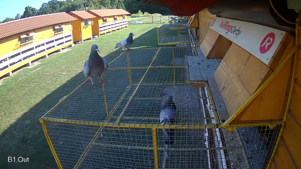 Pigeon Arrival Image For Race Race 5