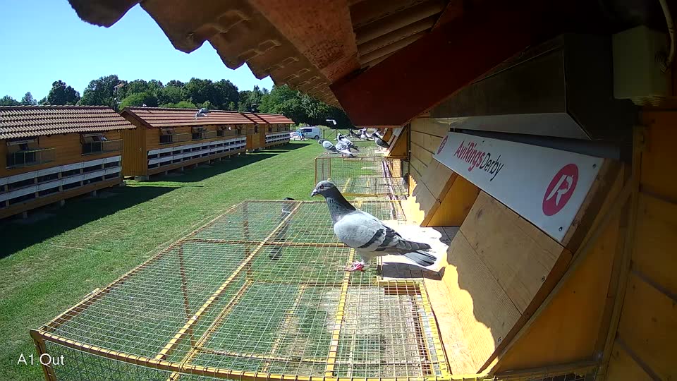 Pigeon Arrival Image For Race Race 2