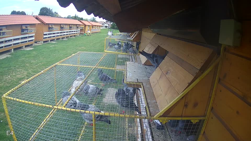 Pigeon Arrival Image For Race Race 6