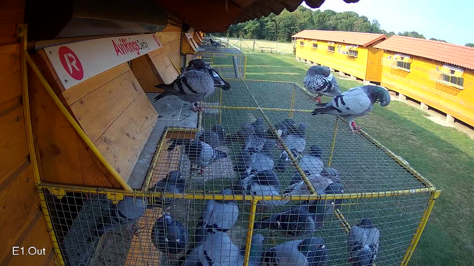 Pigeon Arrival Image For Race Race 4