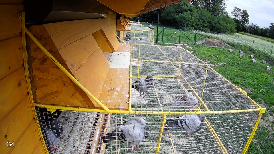 Pigeon Arrival Image For Race Race 6