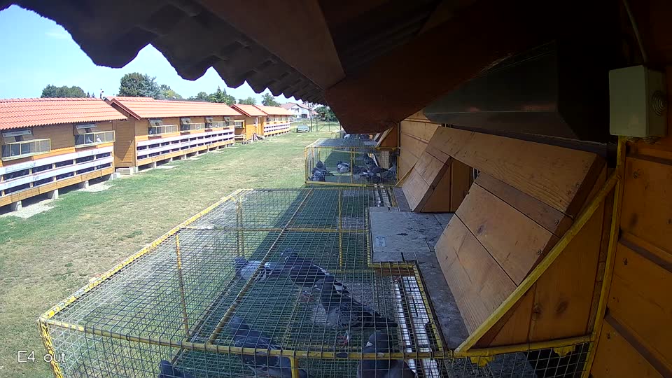Pigeon Arrival Image For Race Race 1