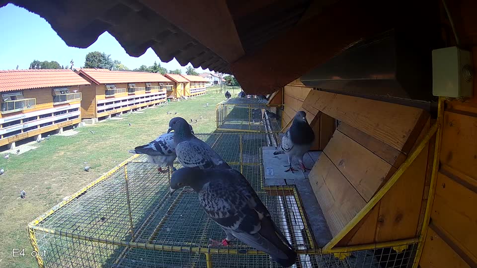 Pigeon Arrival Image For Race Race 2