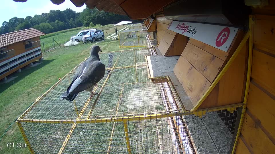 Pigeon Arrival Image For Race Race 4