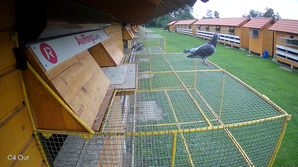 Pigeon Arrival Image For Race Final race 2