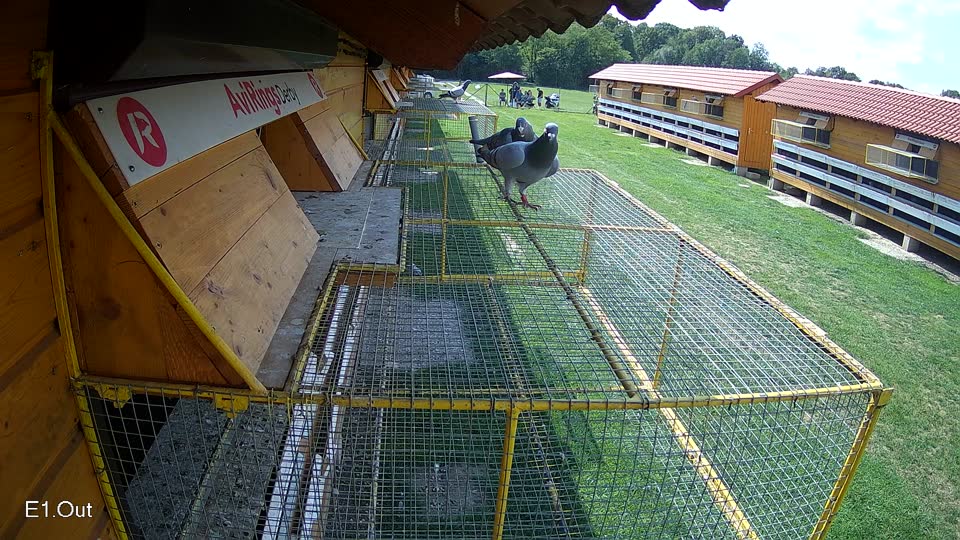 Pigeon Arrival Image For Race Race 6