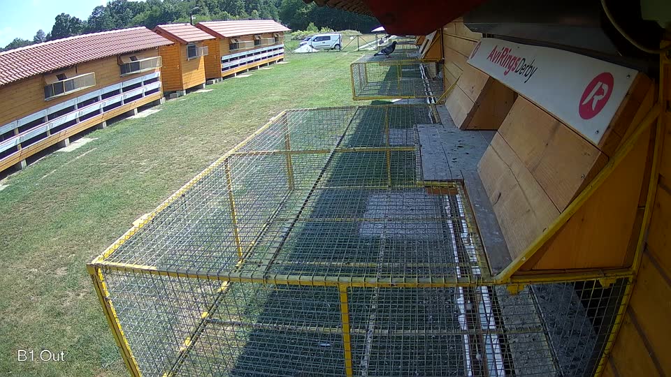 Pigeon Arrival Image For Race Race 4