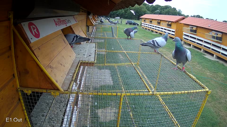 Pigeon Arrival Image For Race Race 3