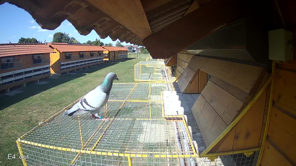 Pigeon Arrival Image For Race Race 5