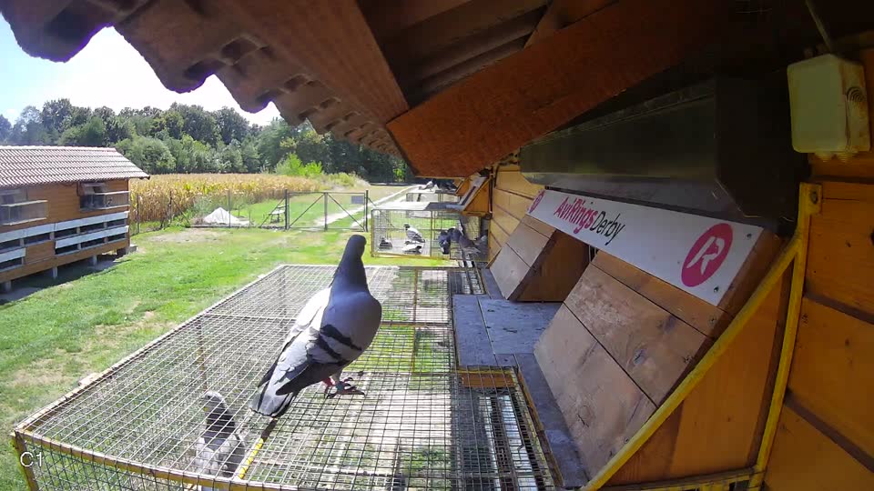 Pigeon Arrival Image For Race Race 4