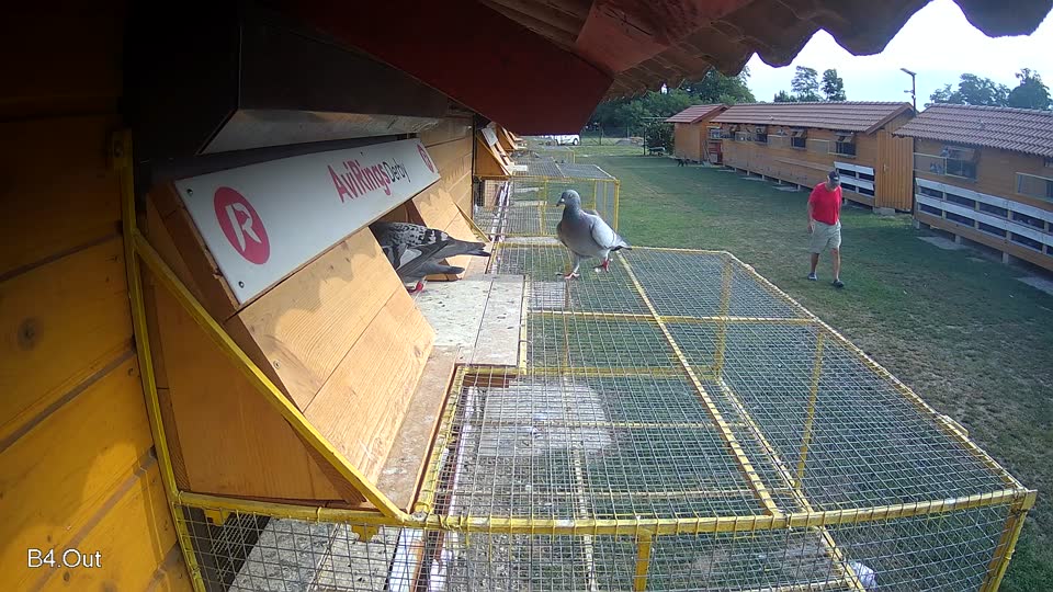 Pigeon Arrival Image For Race Race 4