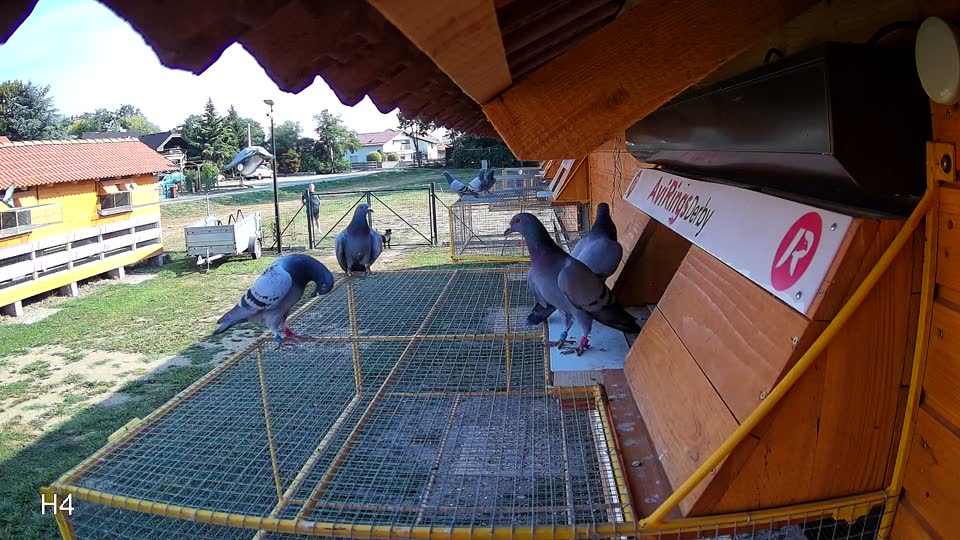 Pigeon Arrival Image For Race Race 1
