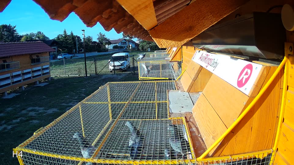 Pigeon Arrival Image For Race Race 5
