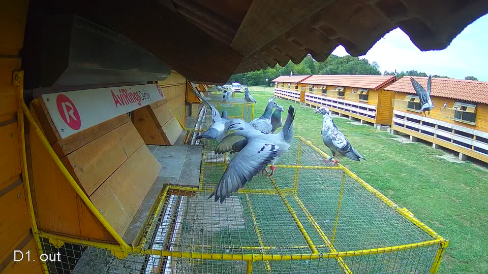 Pigeon Arrival Image For Race Race 4