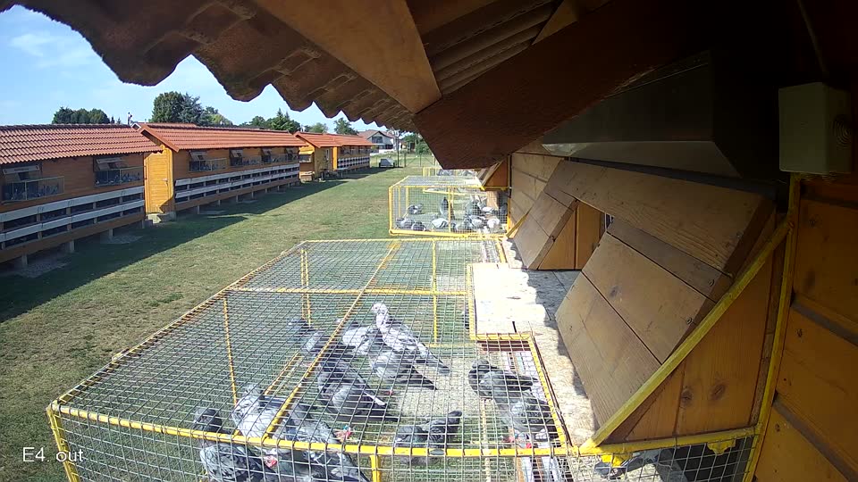 Pigeon Arrival Image For Race Race 1