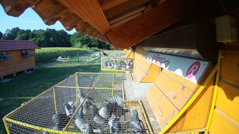 Pigeon Arrival Image For Race Race 1