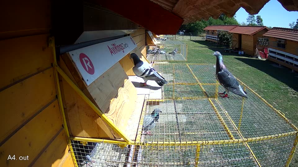 Pigeon Arrival Image For Race Race 5