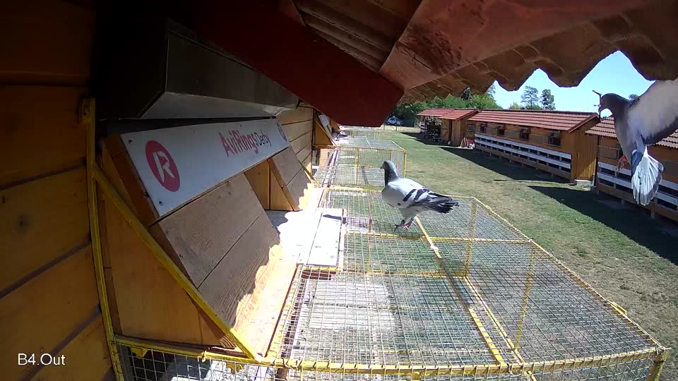 Pigeon Arrival Image For Race Race 3