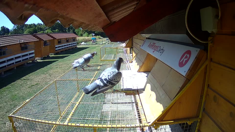 Pigeon Arrival Image For Race Race 3