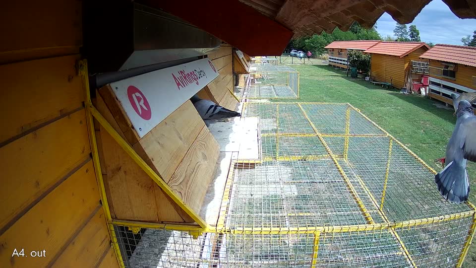 Pigeon Arrival Image For Race Race 4