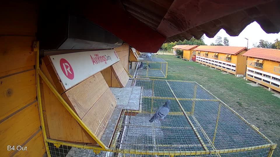 Pigeon Arrival Image For Race Race 1