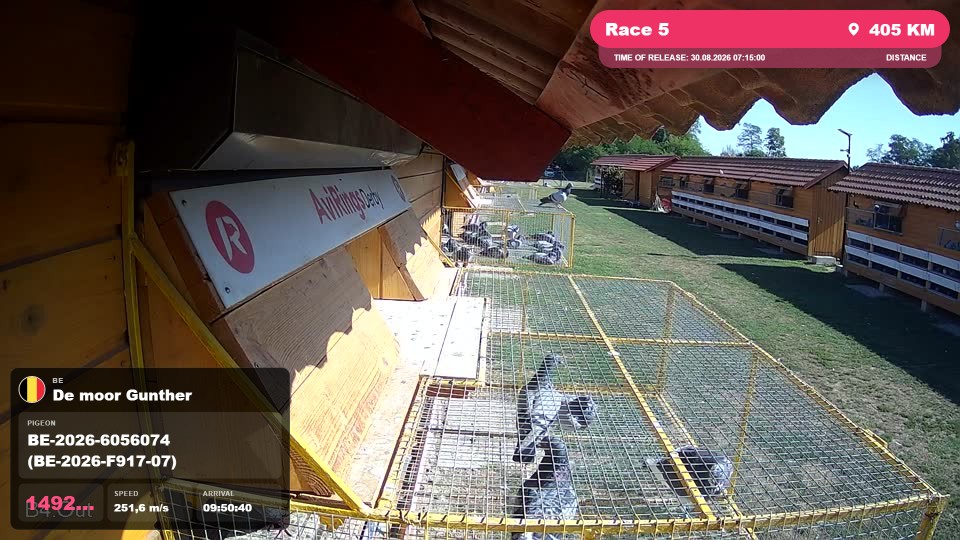 Pigeon Arrival Image For Race Race 5