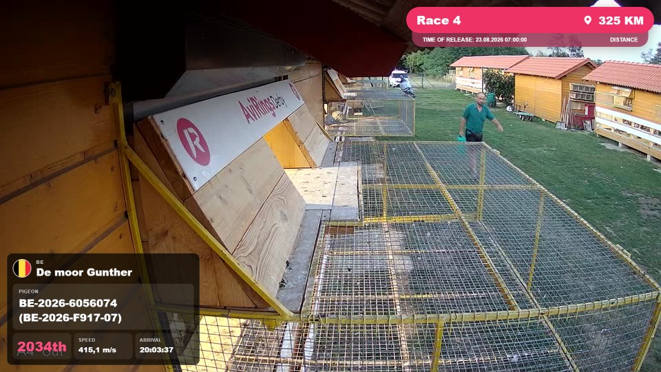 Pigeon Arrival Image For Race Race 4