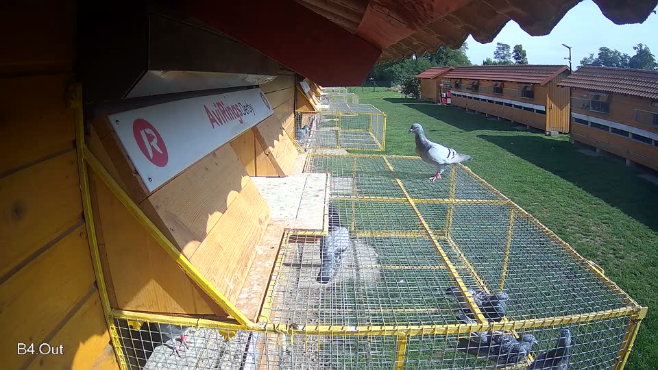 Pigeon Arrival Image For Race Final race 1