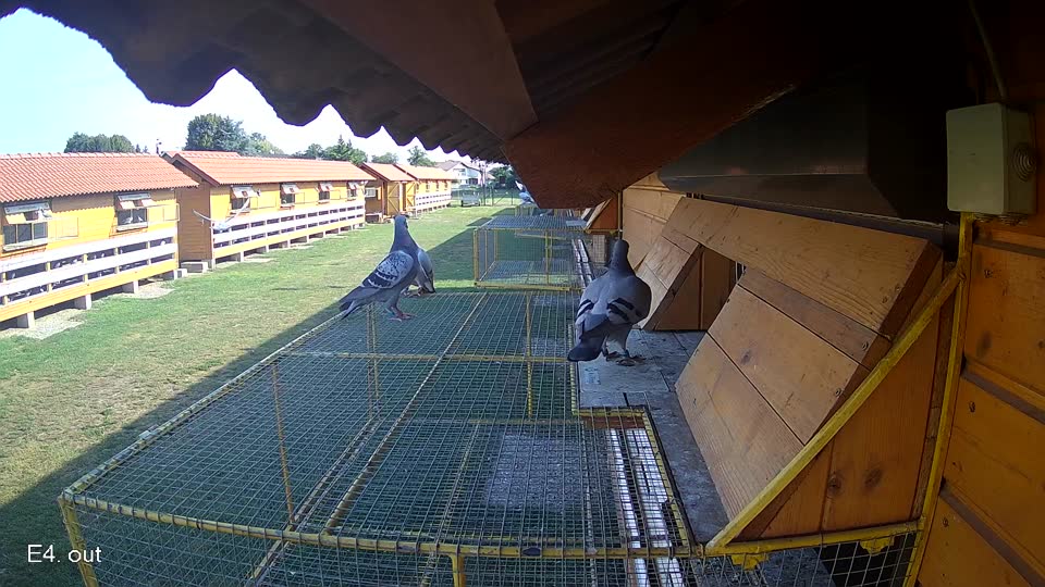 Pigeon Arrival Image For Race Race 1