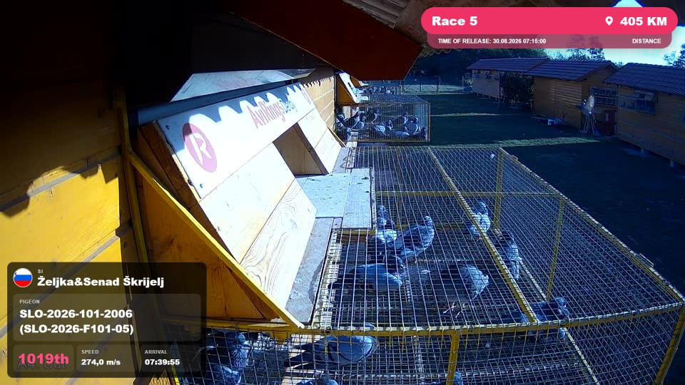 Pigeon Arrival Image For Race Race 5