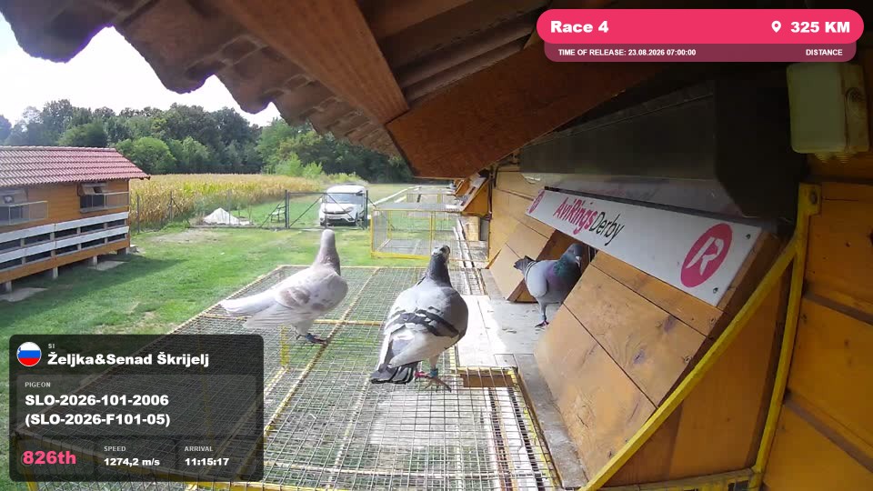 Pigeon Arrival Image For Race Race 4