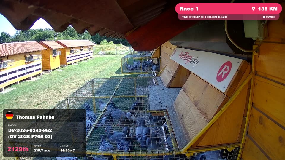 Pigeon Arrival Image For Race Race 1