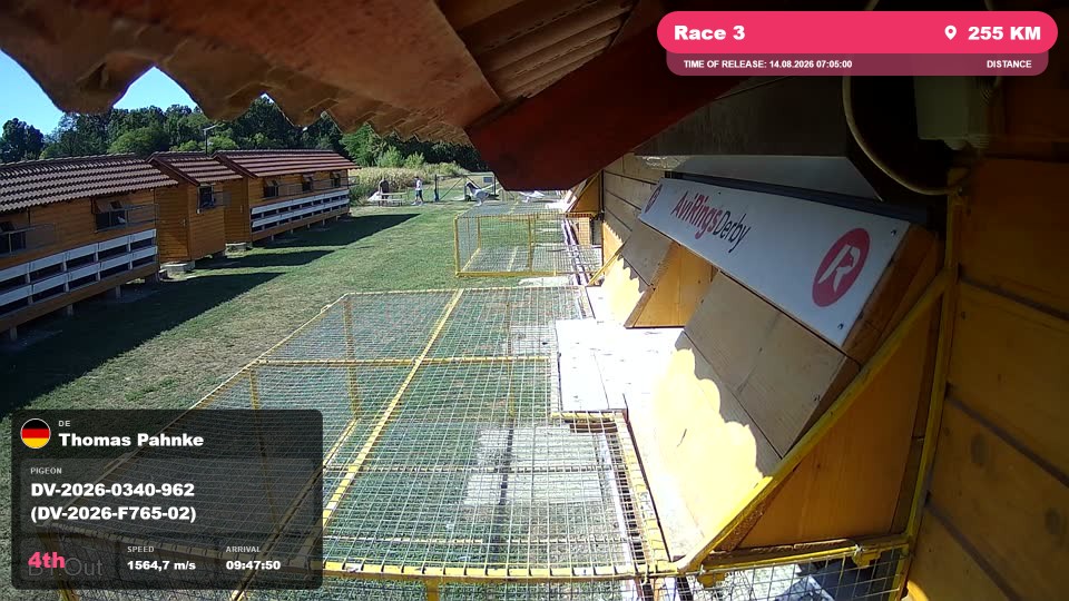 Pigeon Arrival Image For Race Race 3