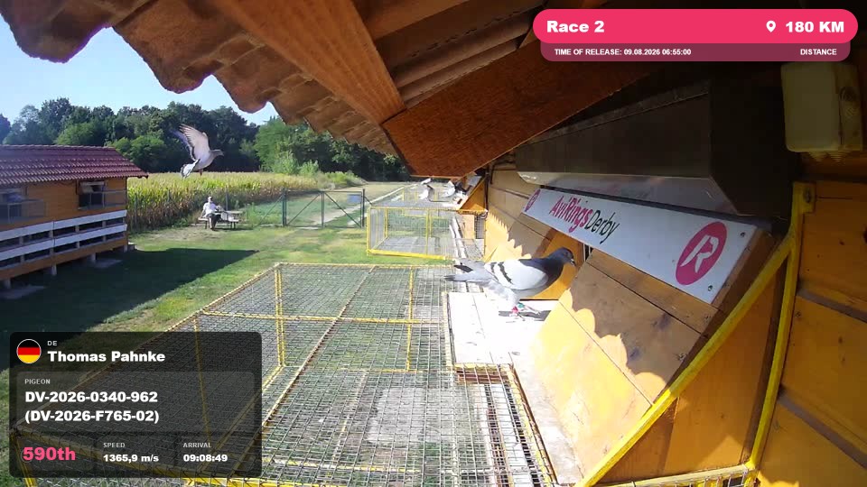 Pigeon Arrival Image For Race Race 2