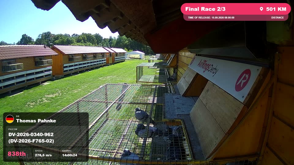 Pigeon Arrival Image For Race Final Race 2/3