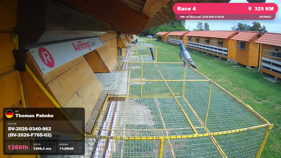 Pigeon Arrival Image For Race Race 4