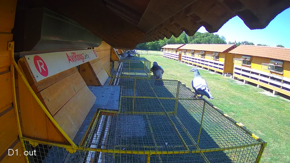 Pigeon Arrival Image For Race Race 3