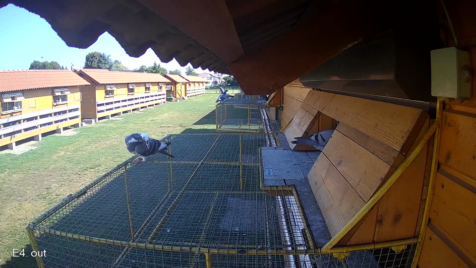 Pigeon Arrival Image For Race Race 2
