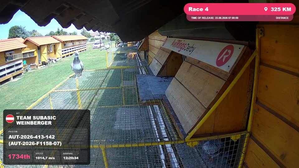 Pigeon Arrival Image For Race Race 4