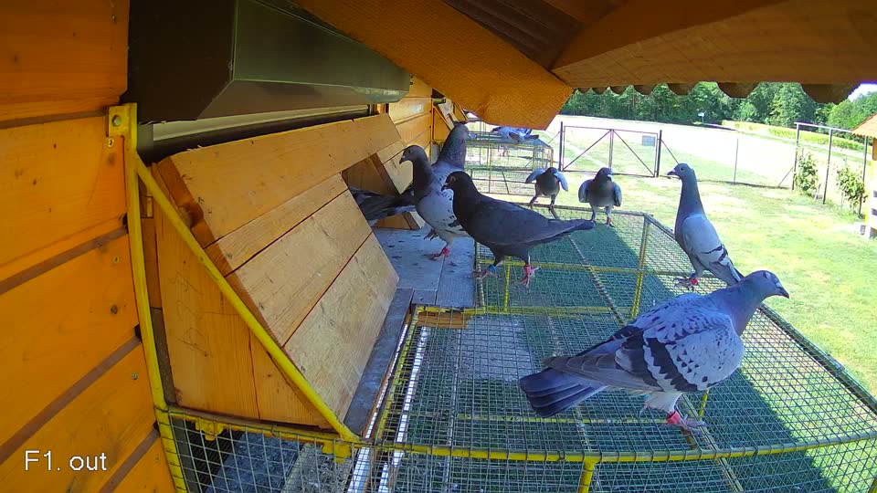 Pigeon Arrival Image For Race Race 3
